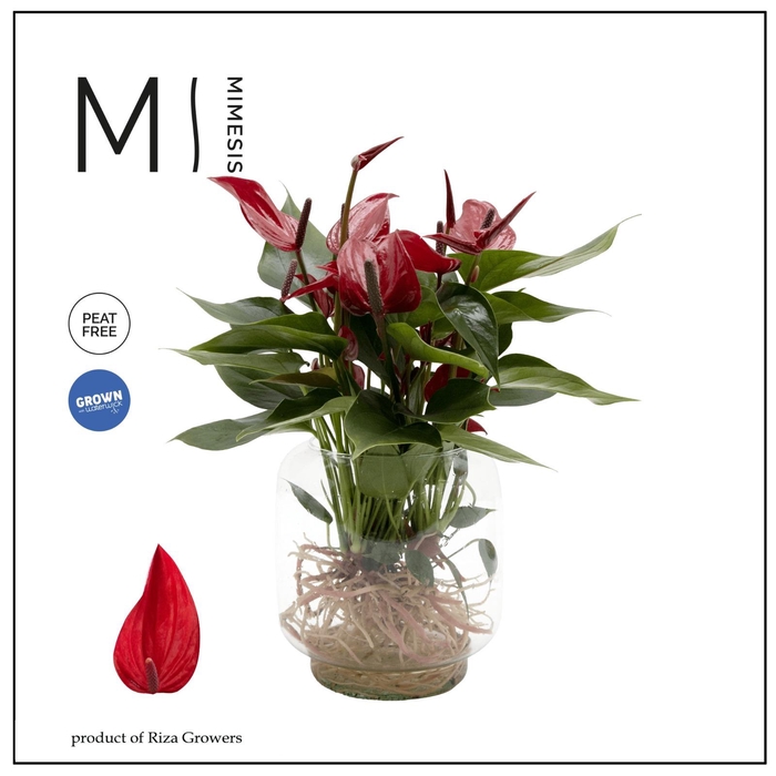 <h4>Mimesis Anthurium KARMA Banderola Lava - Aqua di Karma Chicago M</h4>