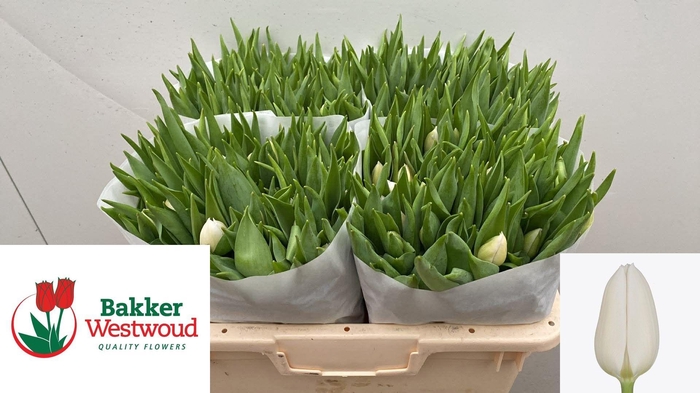 <h4>TU EN WHITE MARVEL</h4>