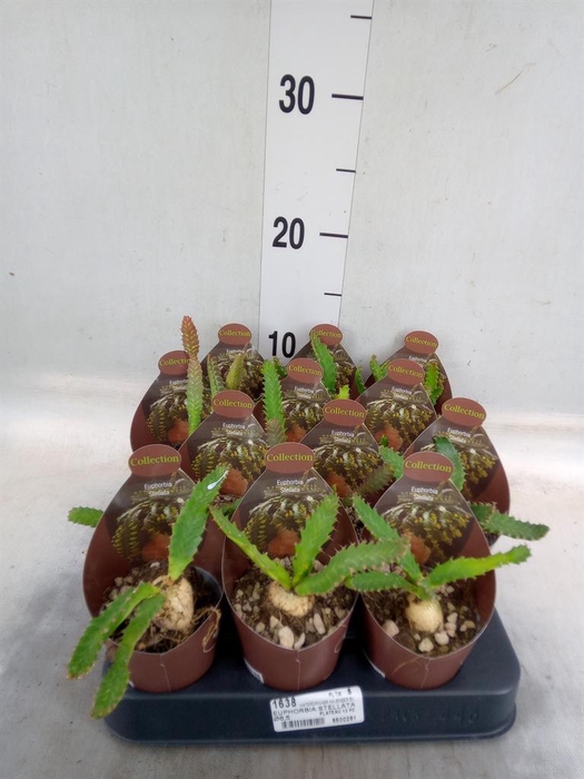 <h4>Euphorbia   ...</h4>