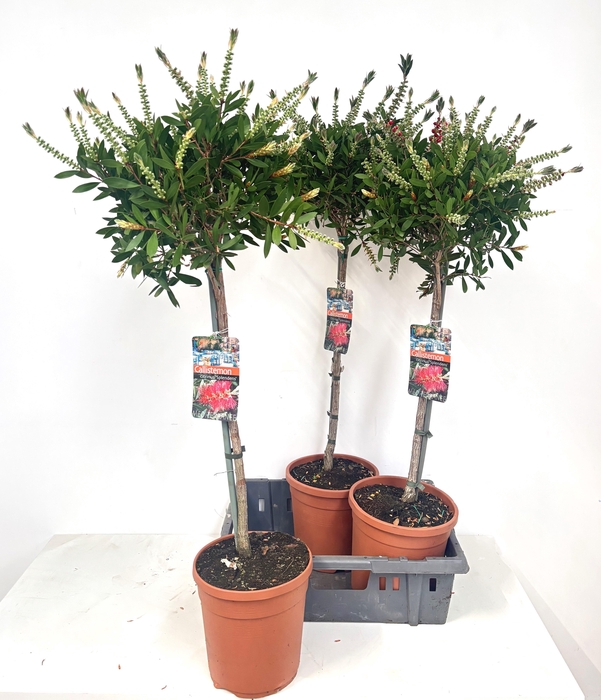 <h4>CALLIS CI SPLENDENS</h4>