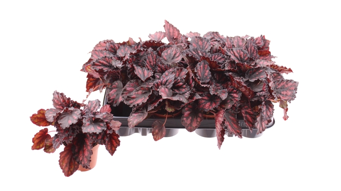 <h4>BEG M C ETNA</h4>