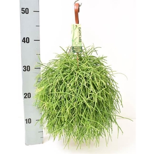 RHIPSALIS BA OASIS