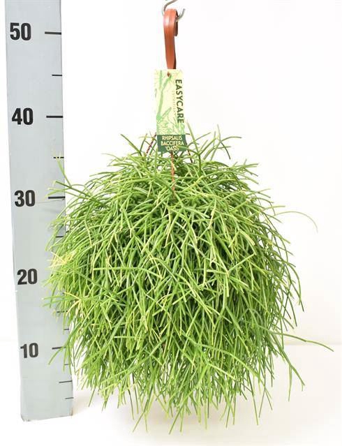 <h4>RHIPSALIS BA OASIS</h4>