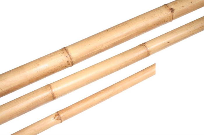 Branch Bamboo L210D4