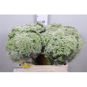 Ammi Vis Casablanca