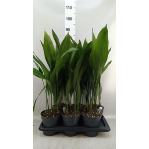 Aspidistra elat.