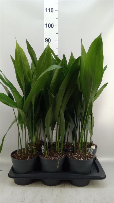 <h4>Aspidistra elat.</h4>