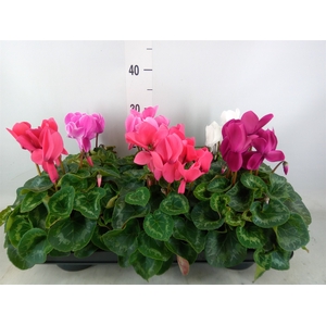 Cyclamen GR 'Leopardo'