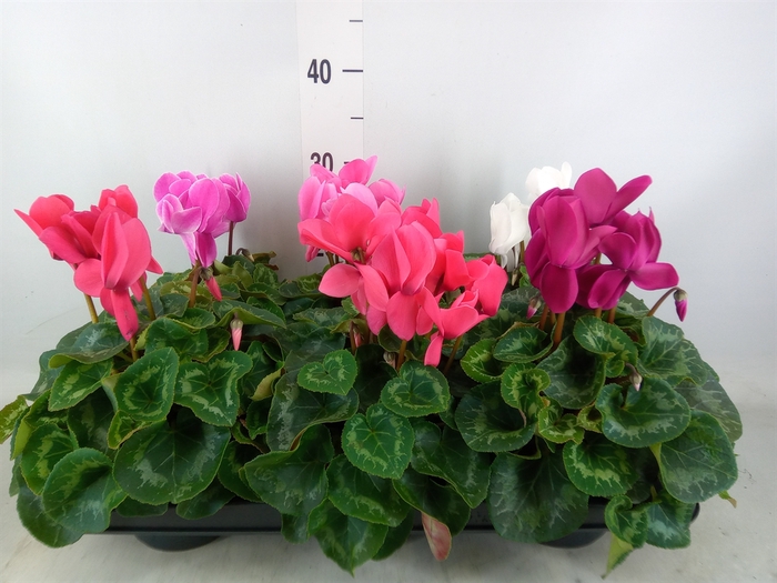 <h4>Cyclamen GR 'Leopardo'</h4>