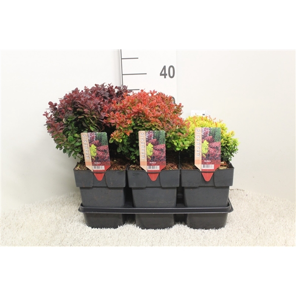 <h4>Berberis thunbergii mix platte soorten P17 potgekweekt</h4>