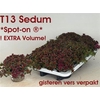 Sedum Spu Spot D Ros