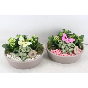 arr2 PL - Lage schaal taupe - roze/wit