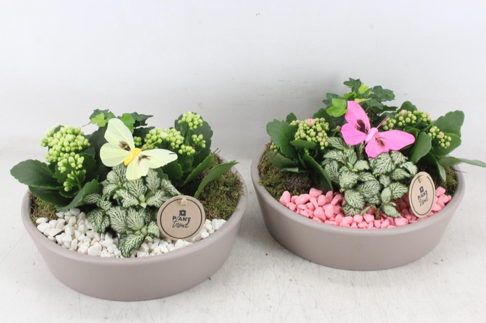 <h4>arr2 PL - Lage schaal taupe - roze/wit</h4>