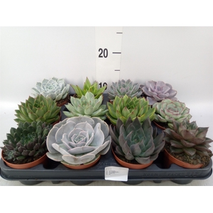 Echeveria   ...mix
