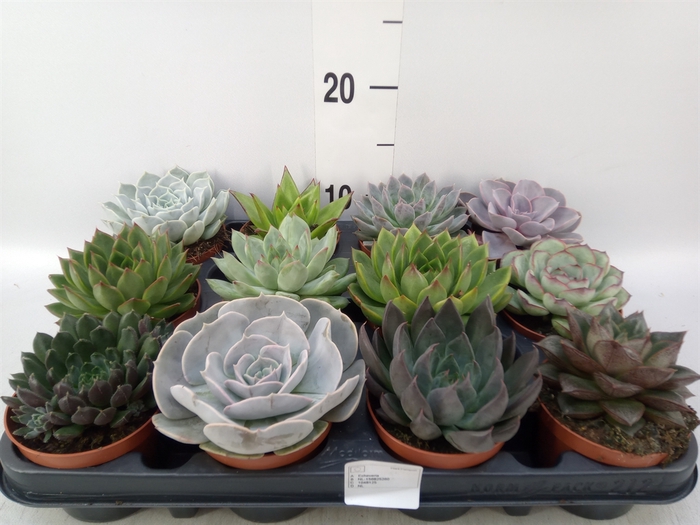 <h4>Echeveria   ...mix</h4>
