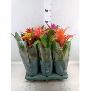 Guzmania   ...mix