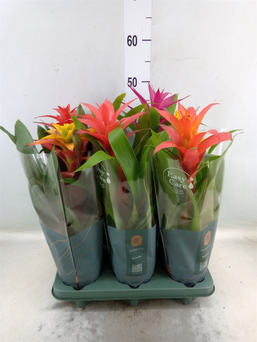 <h4>Guzmania   ...mix</h4>