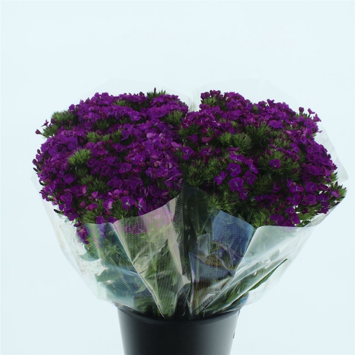 <h4>Di Barb Amazon Purple Super</h4>