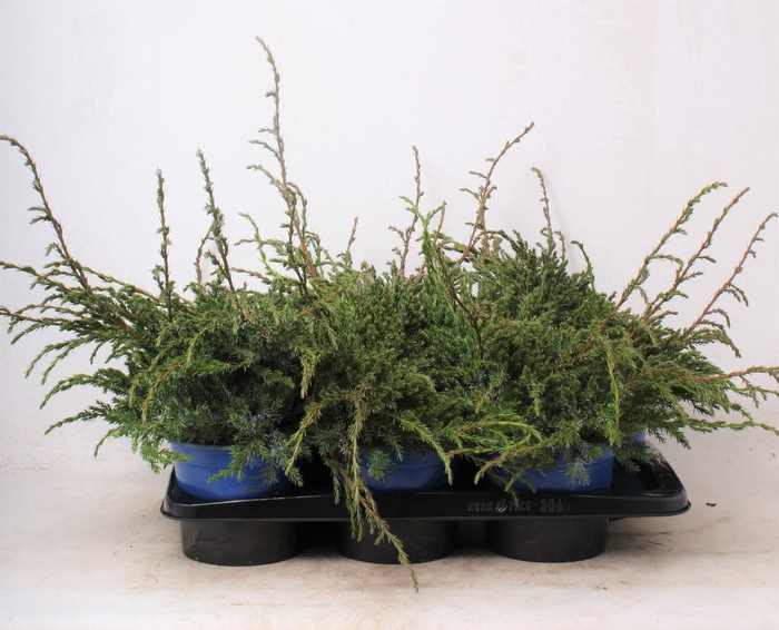 <h4>Juniperus squamata Blue Carpet</h4>