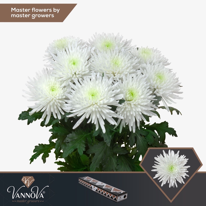 <h4>Chrysanthemum PL 'Topspin'</h4>