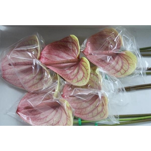 Anth A Kaseko Classic X 10