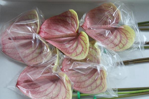 <h4>Anth A Kaseko Classic X 10</h4>