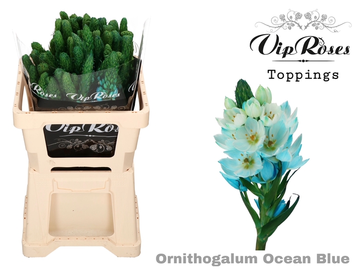 ORNIT THY OCEAN BLUE L50