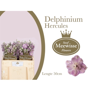 Delphinium Hercules