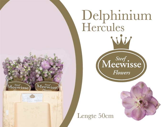 Delphinium Hercules