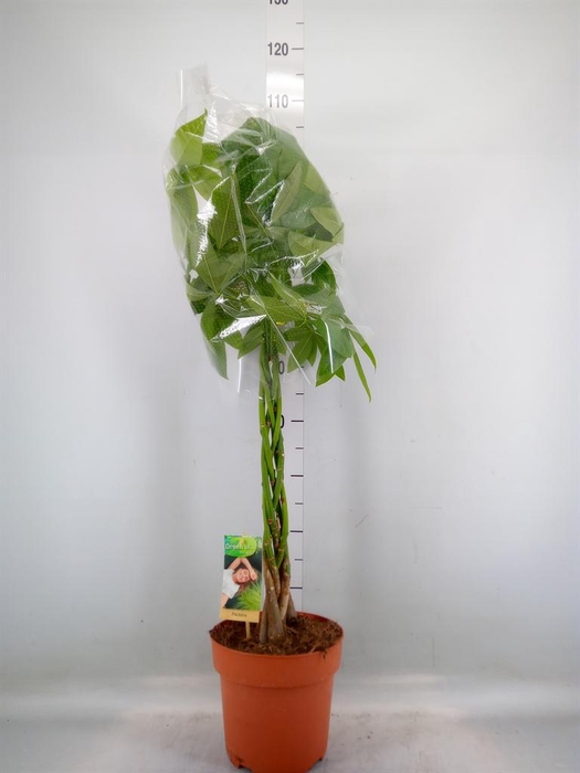 <h4>Pachira aquatica</h4>