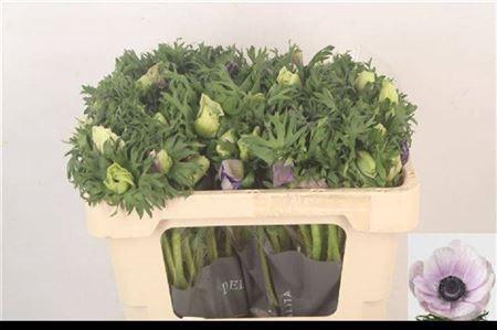 <h4>Anemone Galil Pastel</h4>