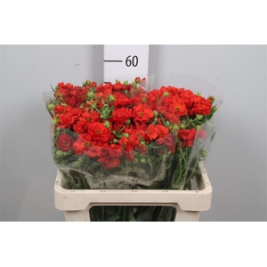 Geum Firestarter