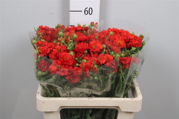 <h4>Geum Firestarter</h4>