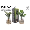 Overig kamerplanten gemengd arrangement Intenz mix in Kingston glas + LED