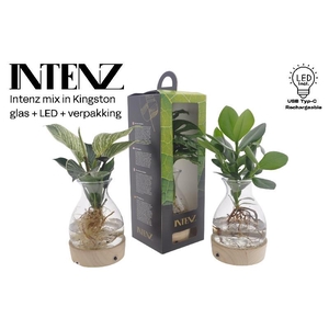Overig kamerplanten gemengd arrangement Intenz mix in Kingston glas + LED