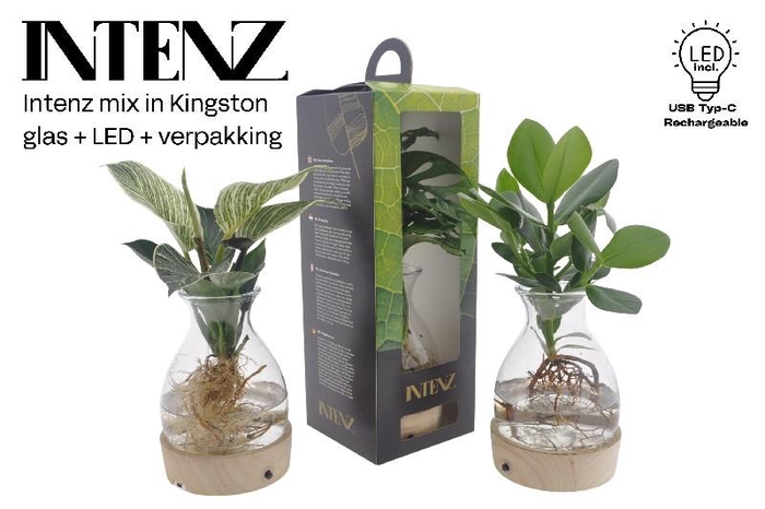 <h4>Overig kamerplanten gemengd arrangement Intenz mix in Kingston glas + LED</h4>