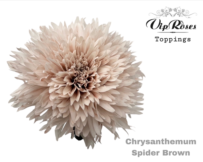 <h4>CHR G SPIDER BROWN</h4>