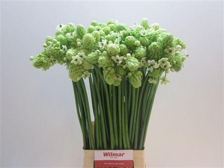 <h4>Ornithogalum Saundersiae</h4>