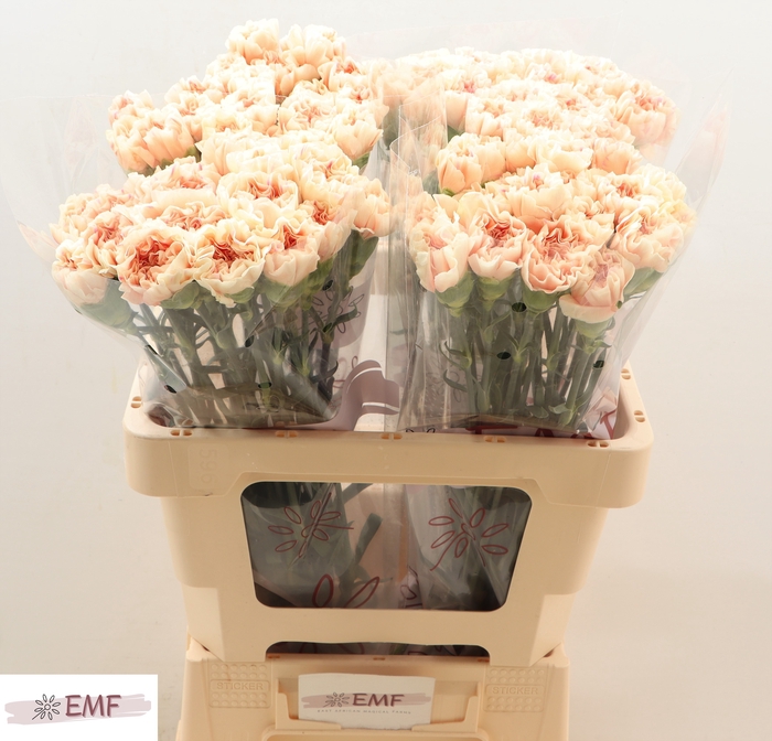 <h4>Di St Apple Tea</h4>