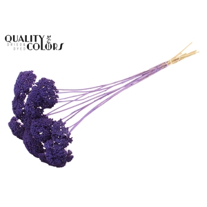 Achillea 2-4cm per stem Frosted Purple