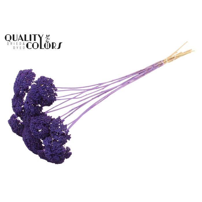 <h4>Achillea per stem Frosted Purple</h4>