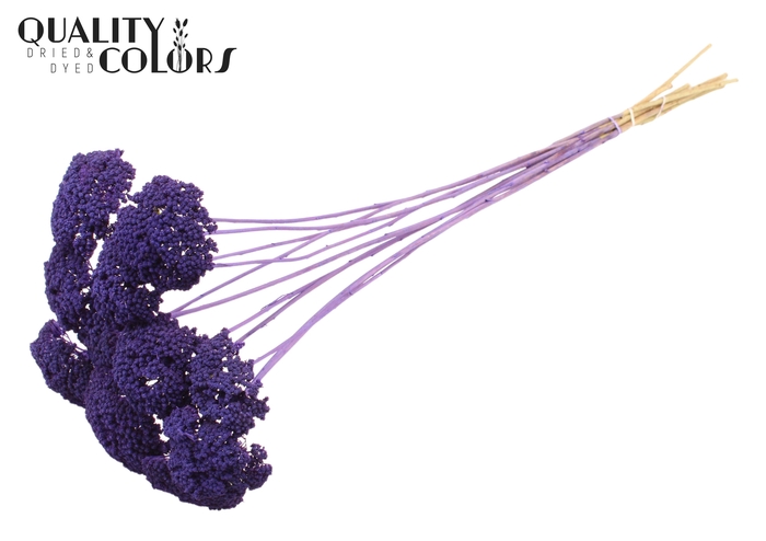 Achillea 2-4cm per stem Frosted Purple