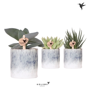 Kolibri Greens Succulenten mix in Sky pot