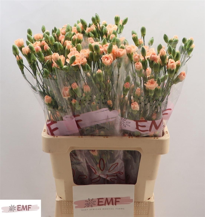 <h4>Di Tr Salada</h4>