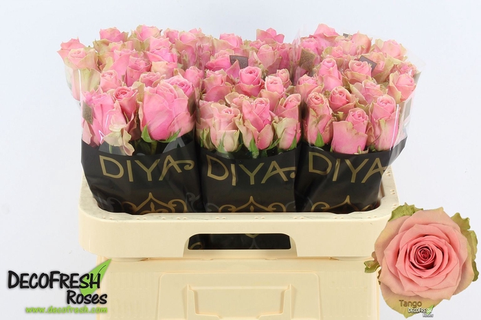 <h4>Rosa GR 'Tango'</h4>