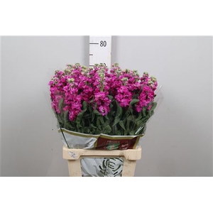 Matth Iron * Premium* Red (cerise)