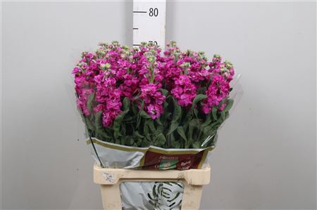 <h4>Matth Iron * Premium* Red (cerise)</h4>