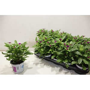 Gomph Gl Purple Dots