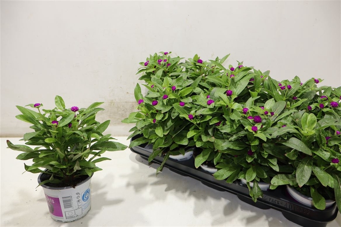 Gomph Gl Purple Dots