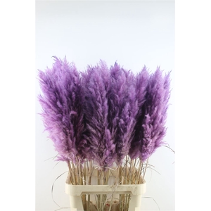 Cortaderia Super Dark Purple